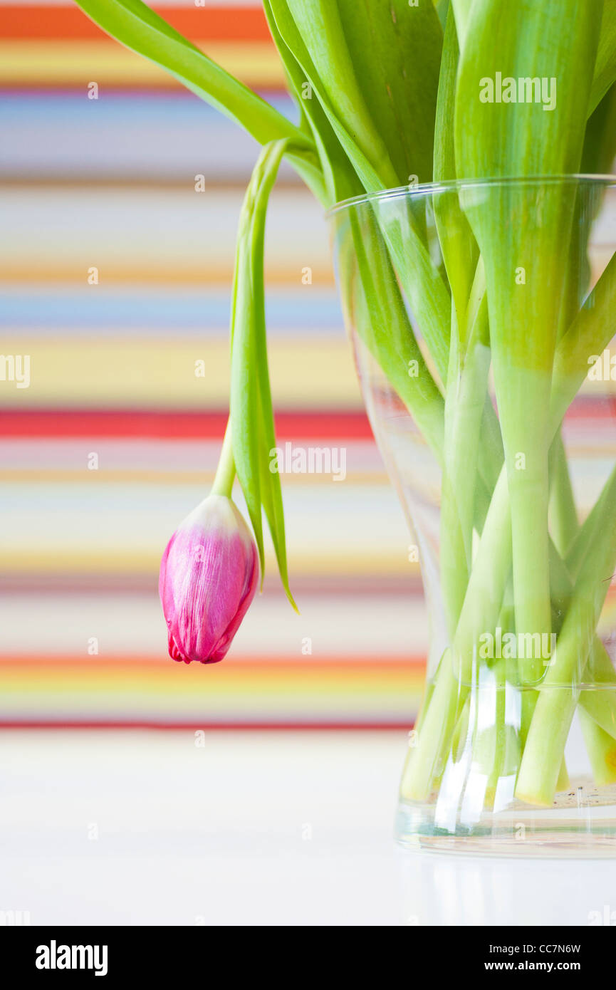 Wilting tulip in a glass vase Stock Photo Alamy