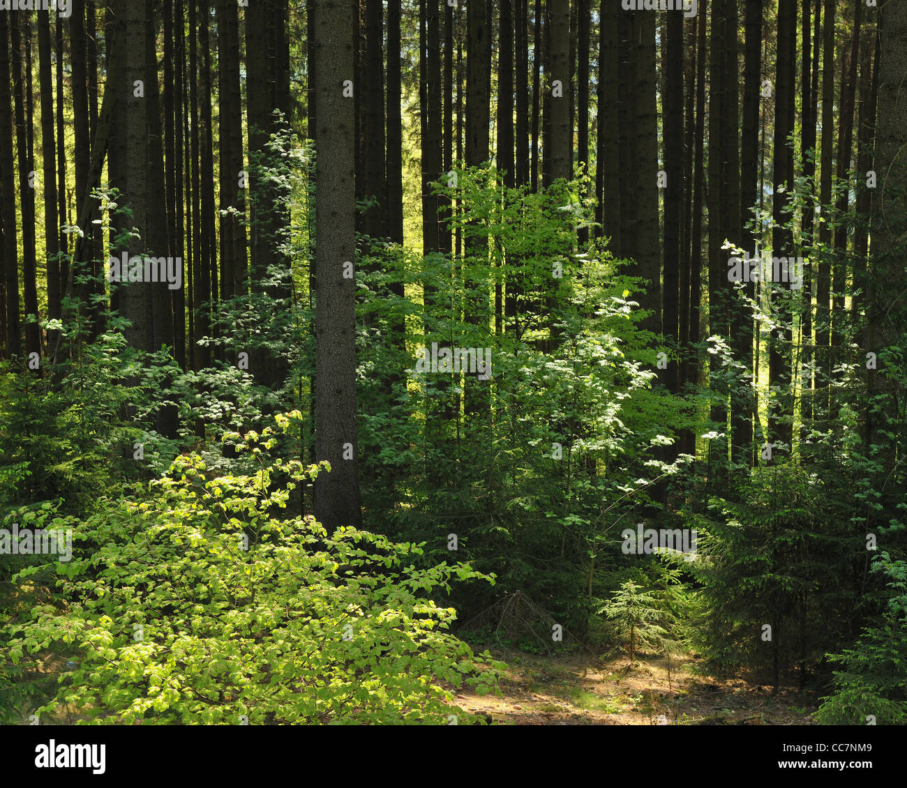 Forest, Kustelberg, Medebach, Hochsauerland, North Rhine-Westphalia, Germany Stock Photo