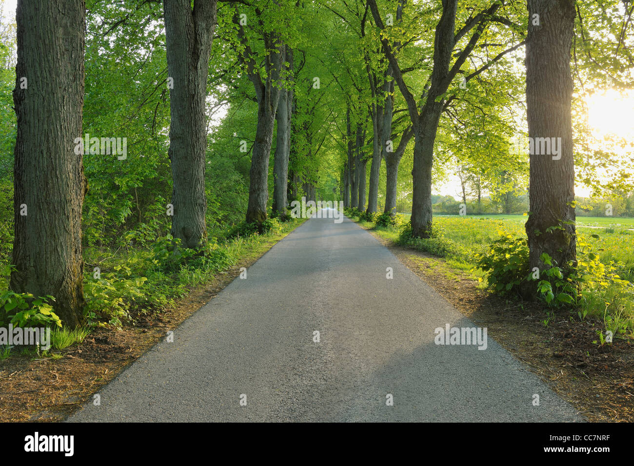 Lime Trees and Road, Gudenhagen, Brilon, Hochsauerland, North Rhine-Westphalia, Germany Stock Photo