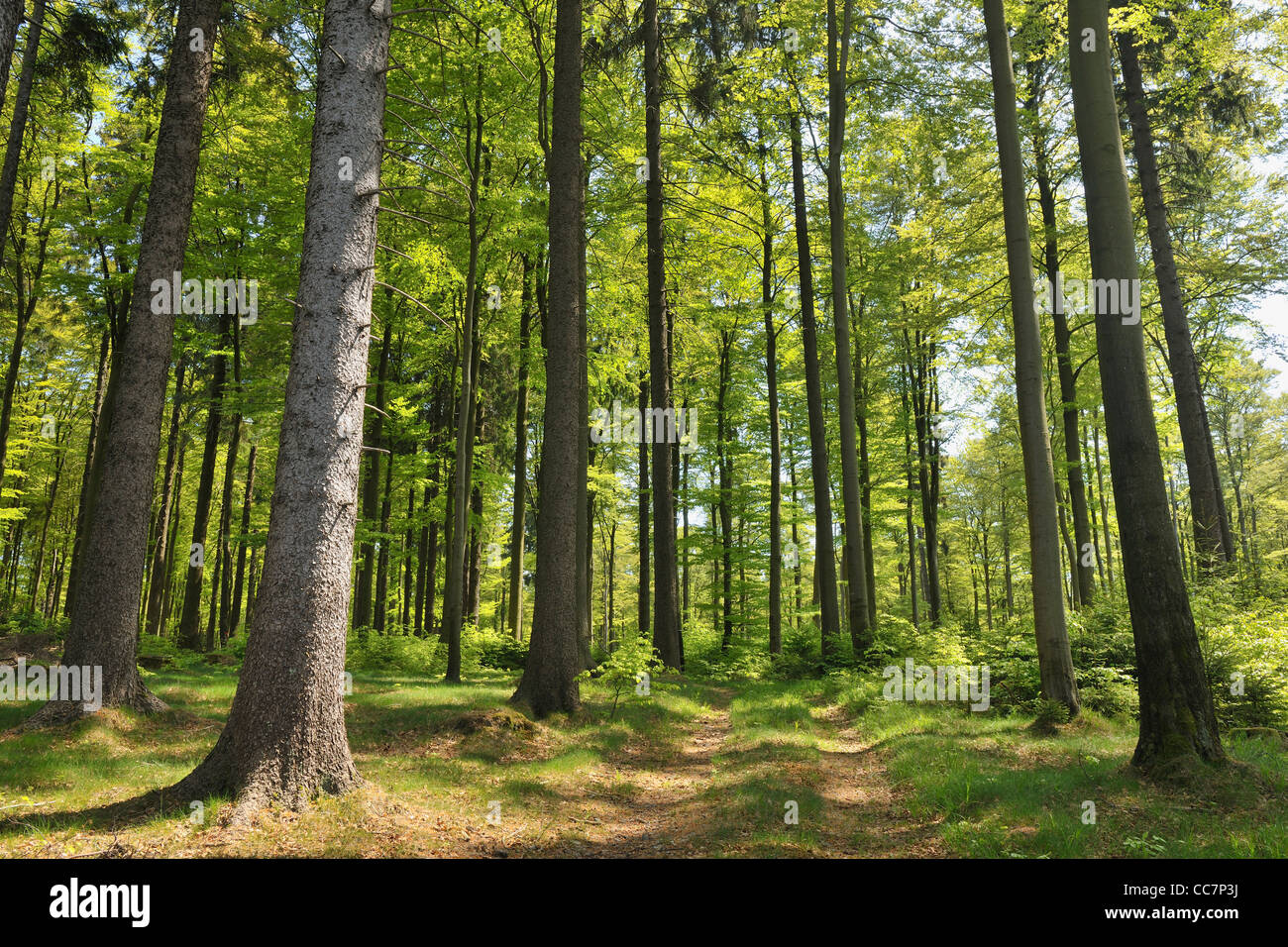 Forest, Winterberg, Hochsauerland, North Rhine-Westphalia, Germany Stock Photo