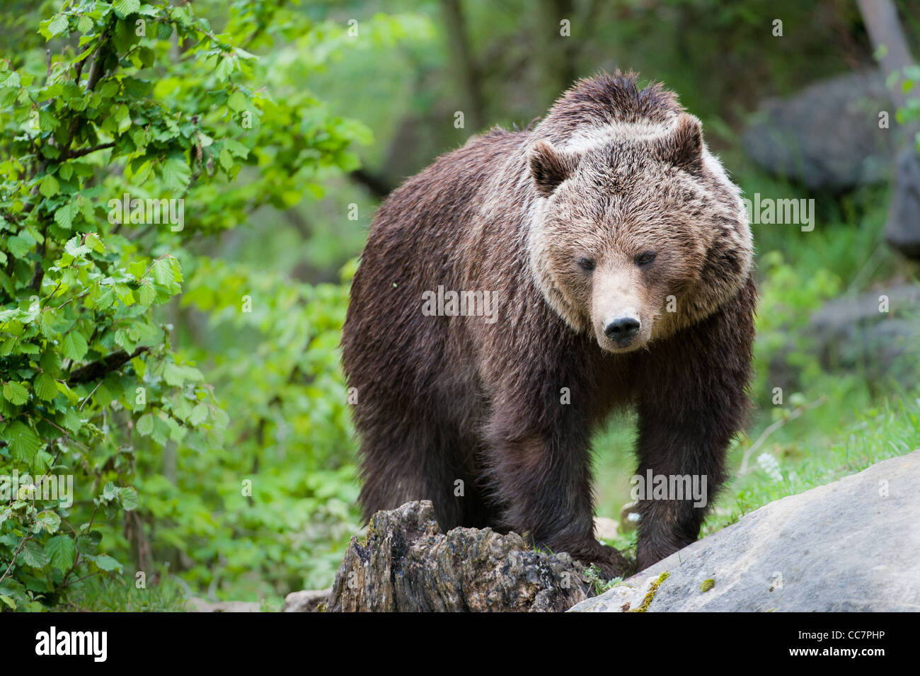 brown bear (lat. ursus arctos) stainding in the forest Stock Photo
