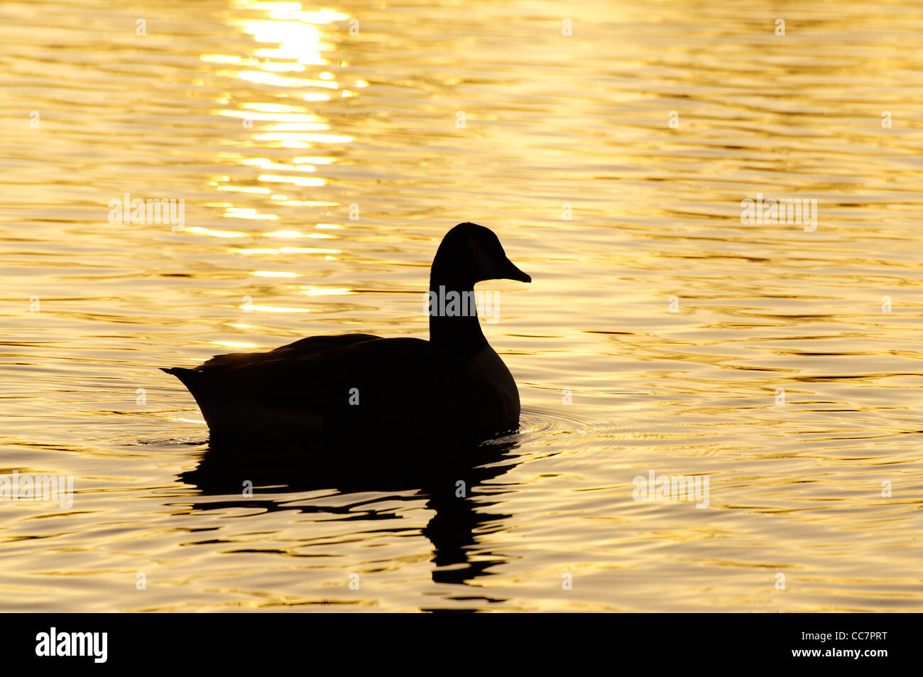 canada goose golden goose canada goose golden goose
