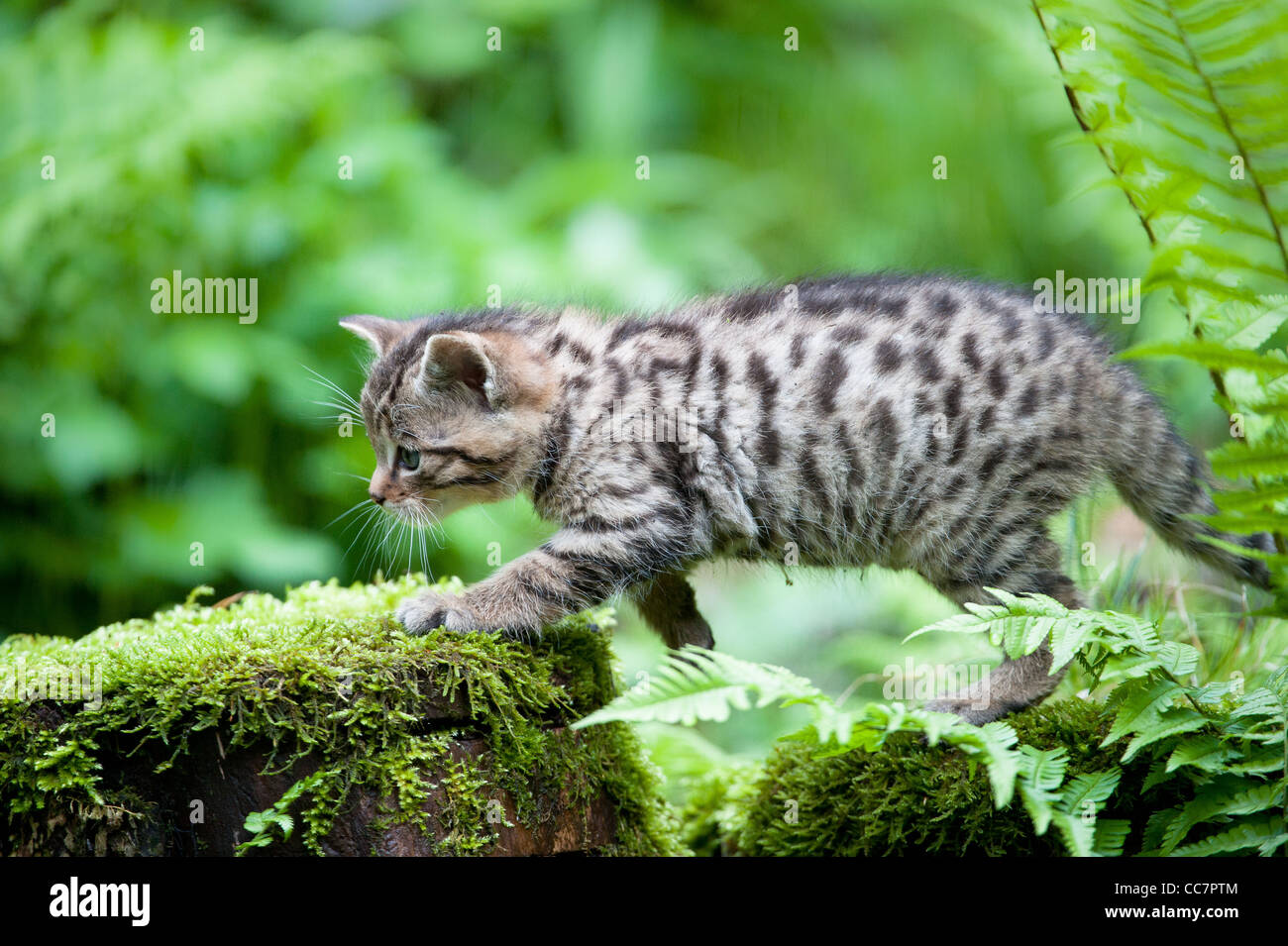 cute wildcat baby (lat. Felis silvestris) Stock Photo