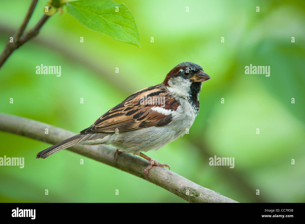 Eurasian Tree Sparrow (lat. Passer montanus) Stock Photo