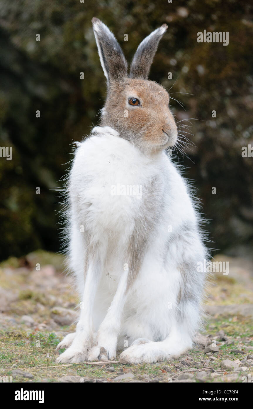 male white mountain hare (lat. Lepus timidus) in spring Stock Photo