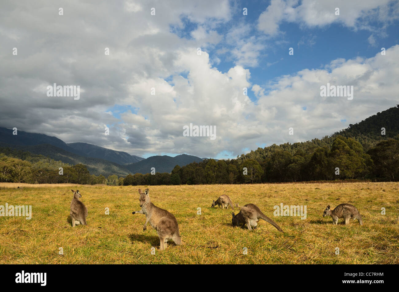 Animals Of Kosciuszko High Resolution Stock Photography and Images Alamy