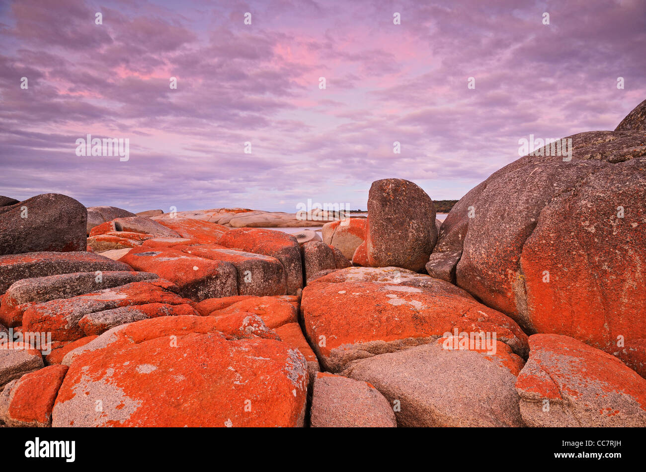Red Lichen on Rocks, Bay of Fires, Bay of Fires Conservation Area, Tasmania, Australia Stock Photo
