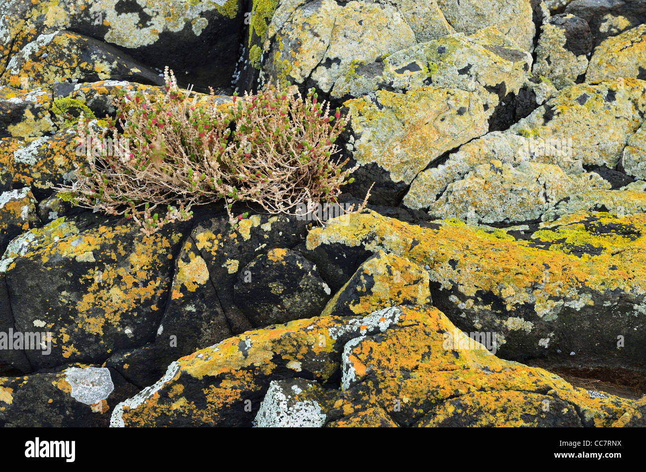 Lichen on Rocks, Circular Head, Stanley, Tasmania, Australia Stock Photo