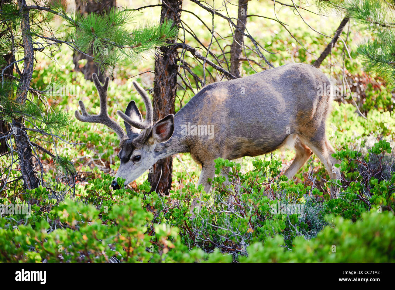 Mule deer (lat. Odocoileus hemionus) in the woods of Bryce Canyon National Park, Utah, USA Stock Photo