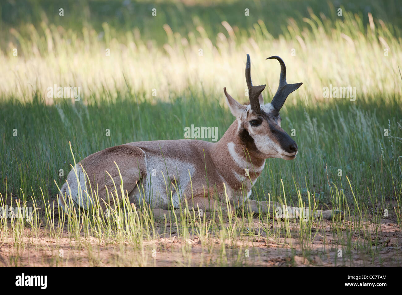 Mule deer (lat. Odocoileus hemionus) in the woods of Bryce Canyon National Park, Utah, USA Stock Photo