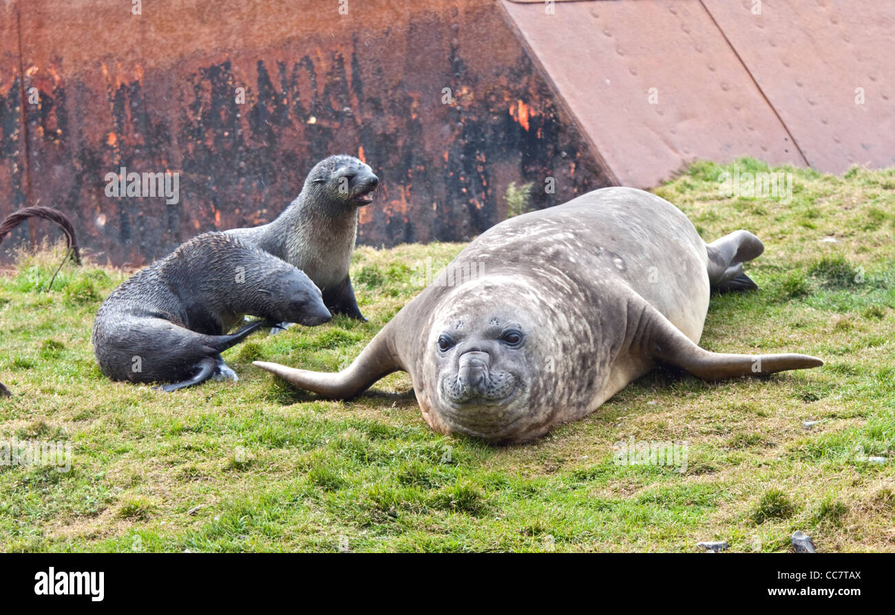 Antarctic Fur Seals (arctocephalus gazella) and Southern Elephant Seal (mirounga leonina), Grytviken Harbour, South Georgia Stock Photo