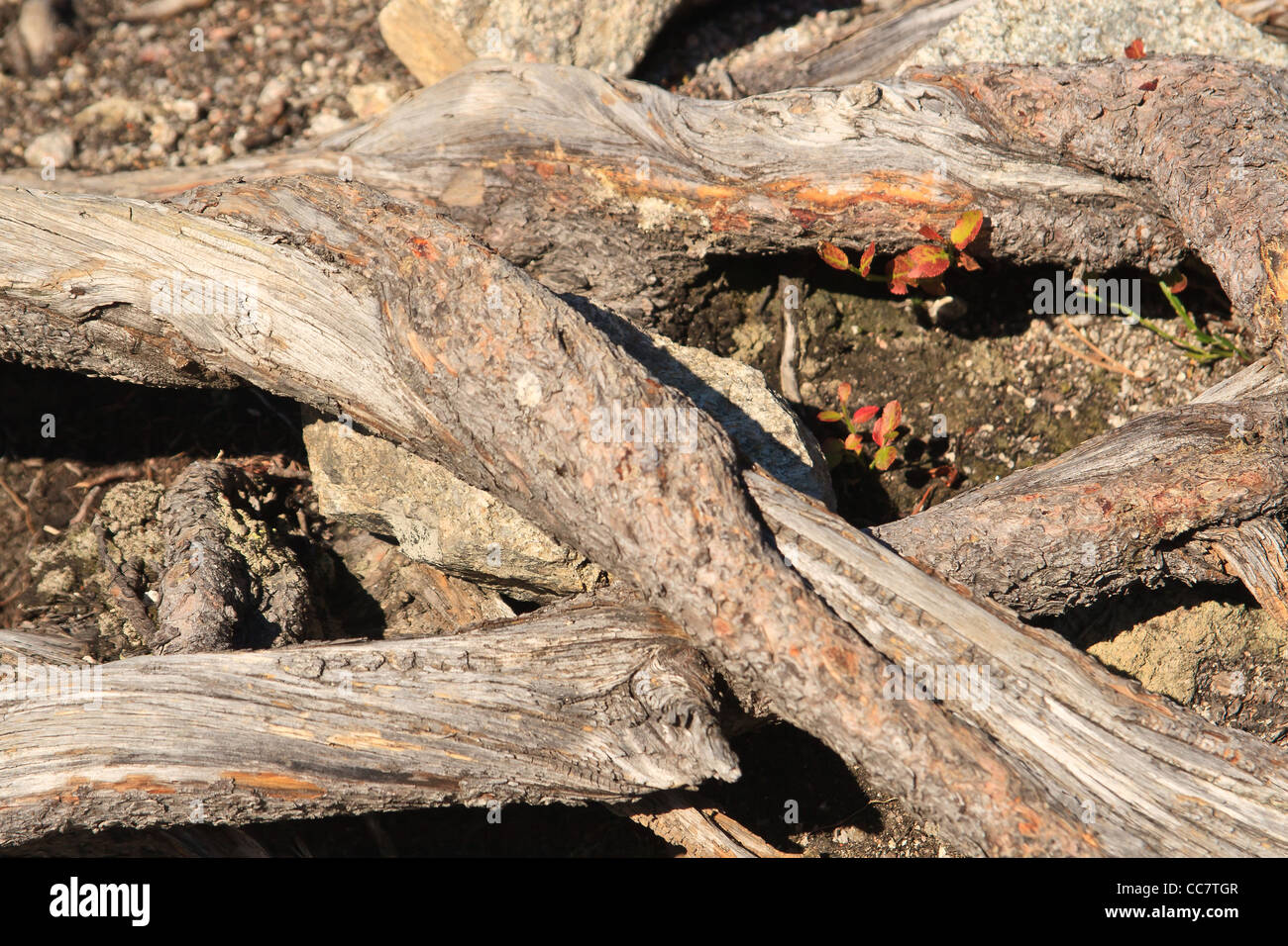 Mountain pine (Pinus mugo) close-up of roots. Tatra National Park. Poland. Stock Photo