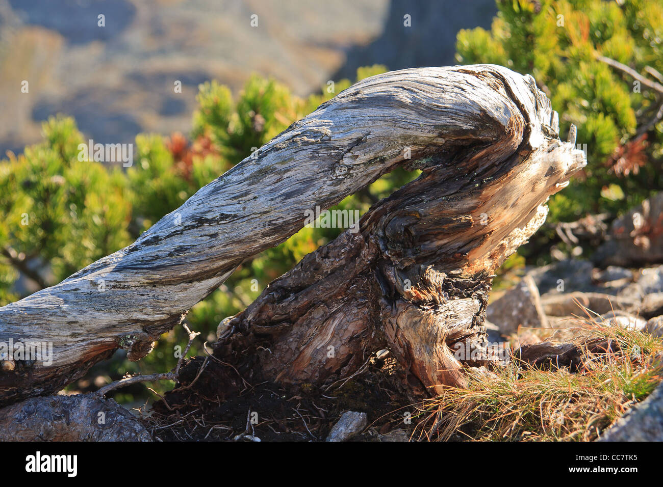 Mountain pine (Pinus mugo) close-up of roots. Tatra National Park. Poland. Stock Photo