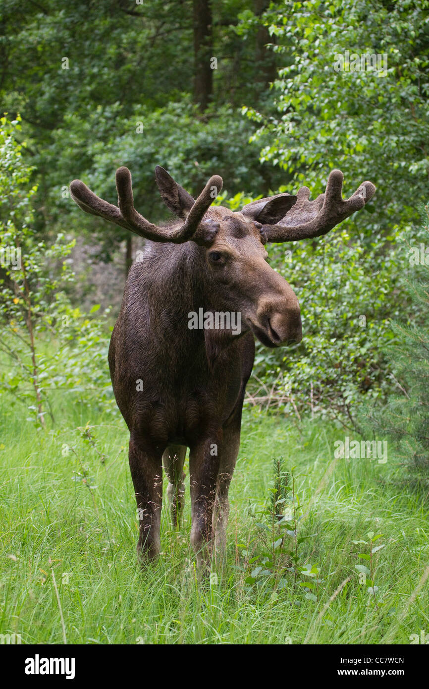 Bull Moose in Game Reserve, Hesse, Germany Stock Photo Alamy