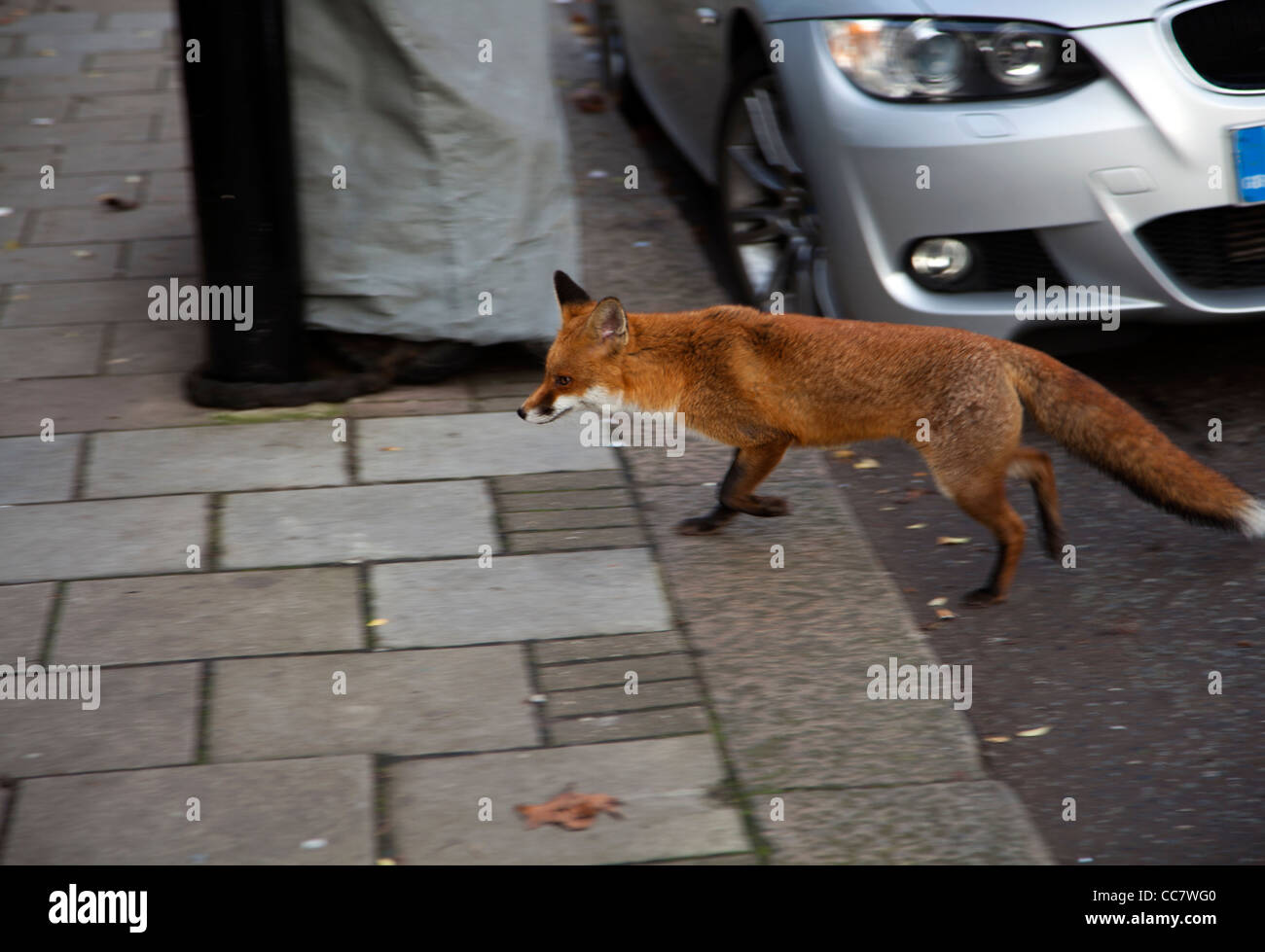Red Fox crossing pavement - London Stock Photo