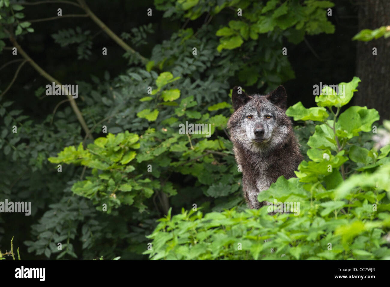 Timber Wolf in Game Reserve, Bavaria, Germany Stock Photo - Alamy
