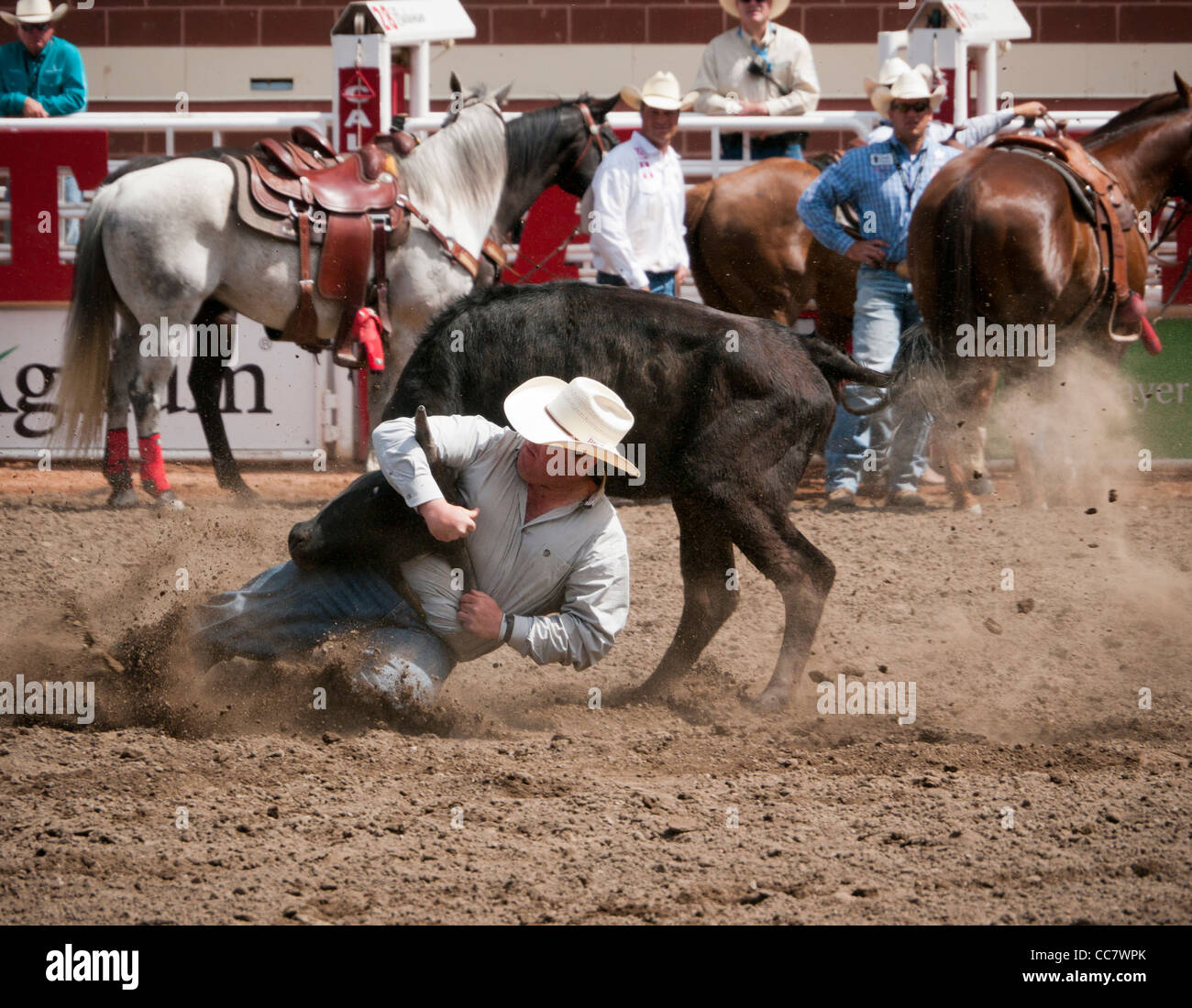 Steer wrestling at the Calgary Stampede Rodeo in Calgary Canada Stock Photo