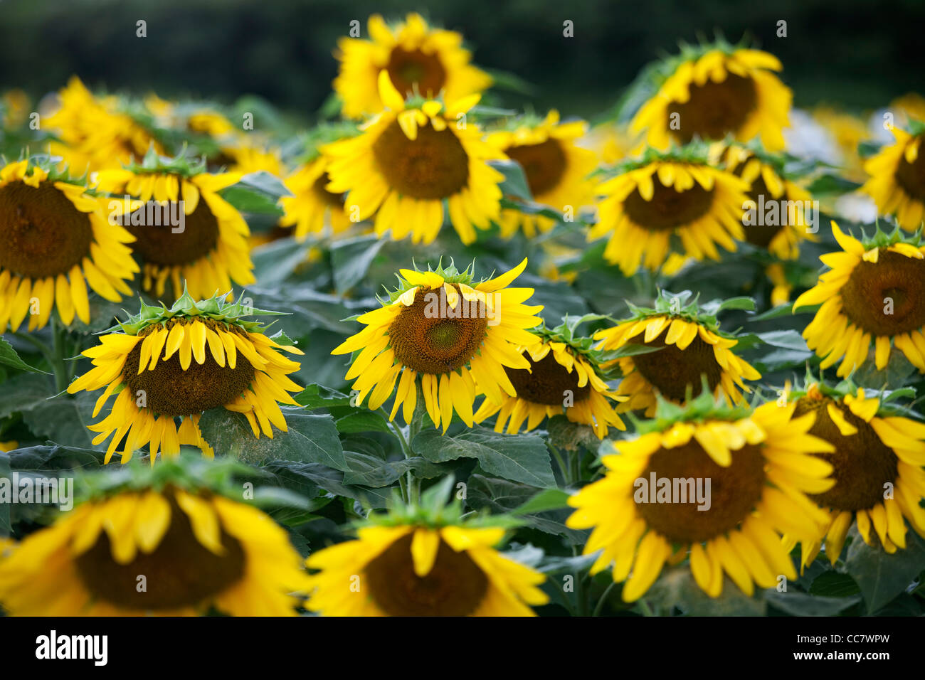 Sunflower Farm, Kauai, Hawaii, USA Stock Photo Alamy