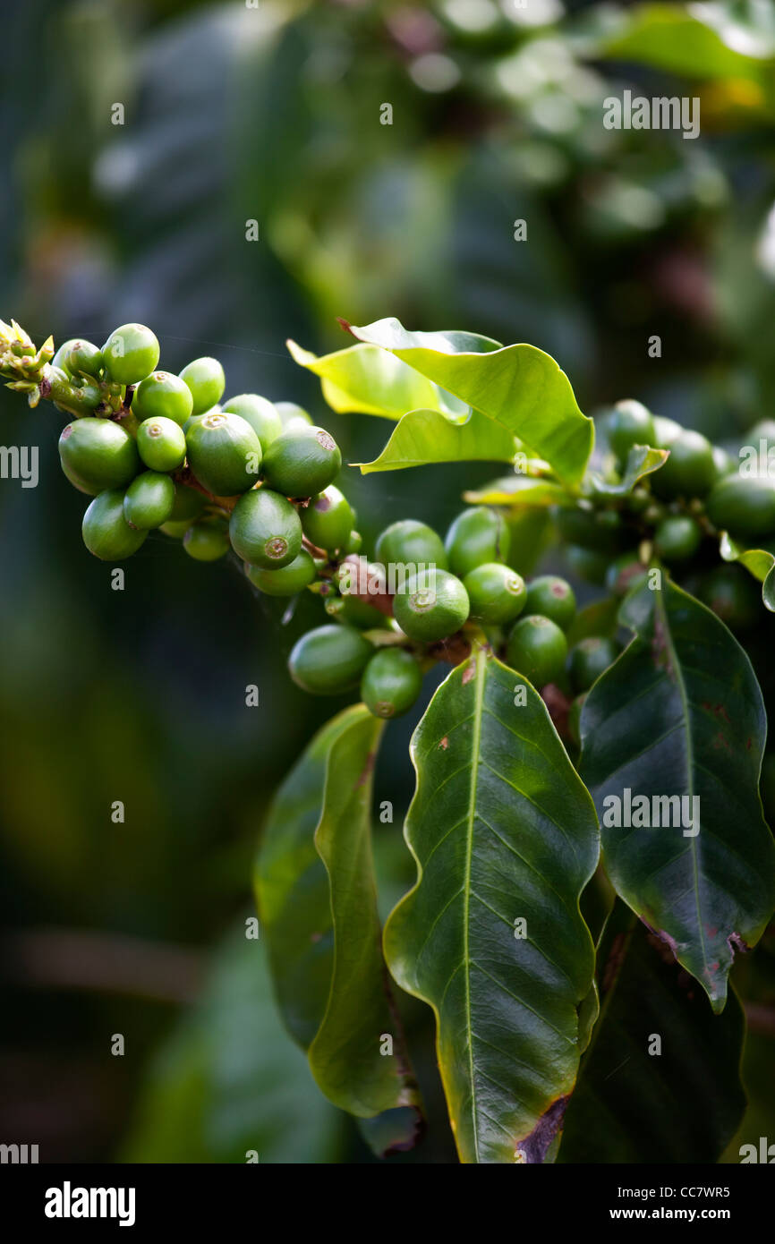 Coffee Plantation, Kauai, Hawaii, USA Stock Photo Alamy