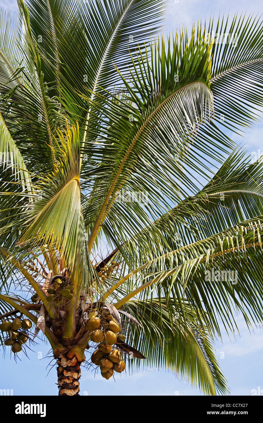 Coconut Palm Tree, Kauai, Hawaii, USA Stock Photo