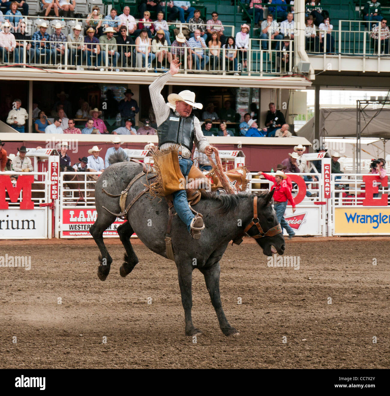 Bareback rodeo event at the Calgary Stampede in Canada Stock Photo