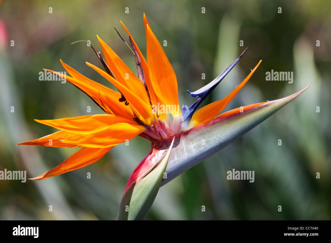 Bird of Paradise Flower, Kauai, Hawaii, USA Stock Photo Alamy