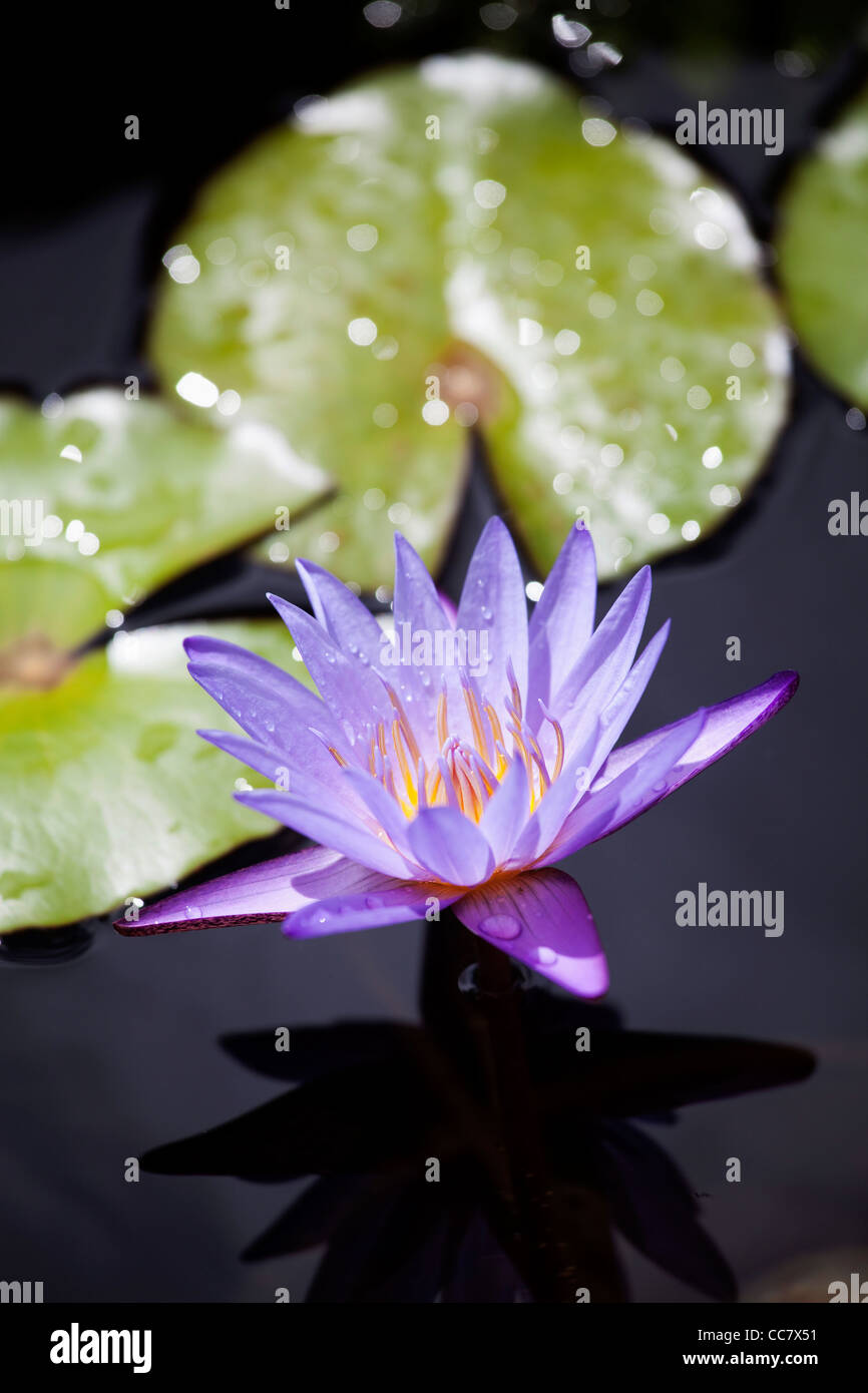 Lily pad in hawaiian pond hires stock photography and images Alamy