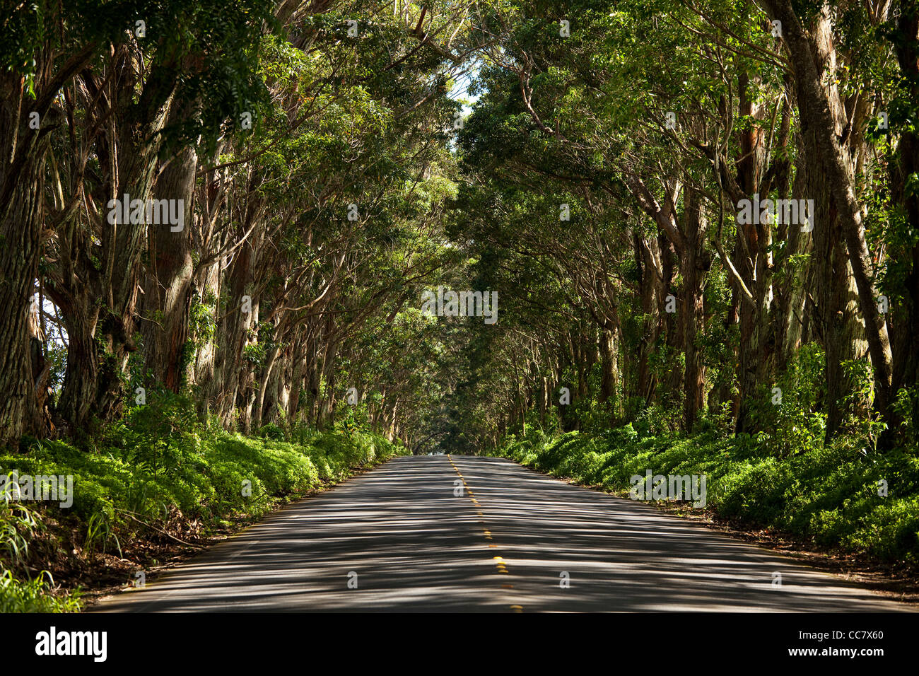 Tunnel of Trees, Kauai, Hawaii, USA Stock Photo - Alamy
