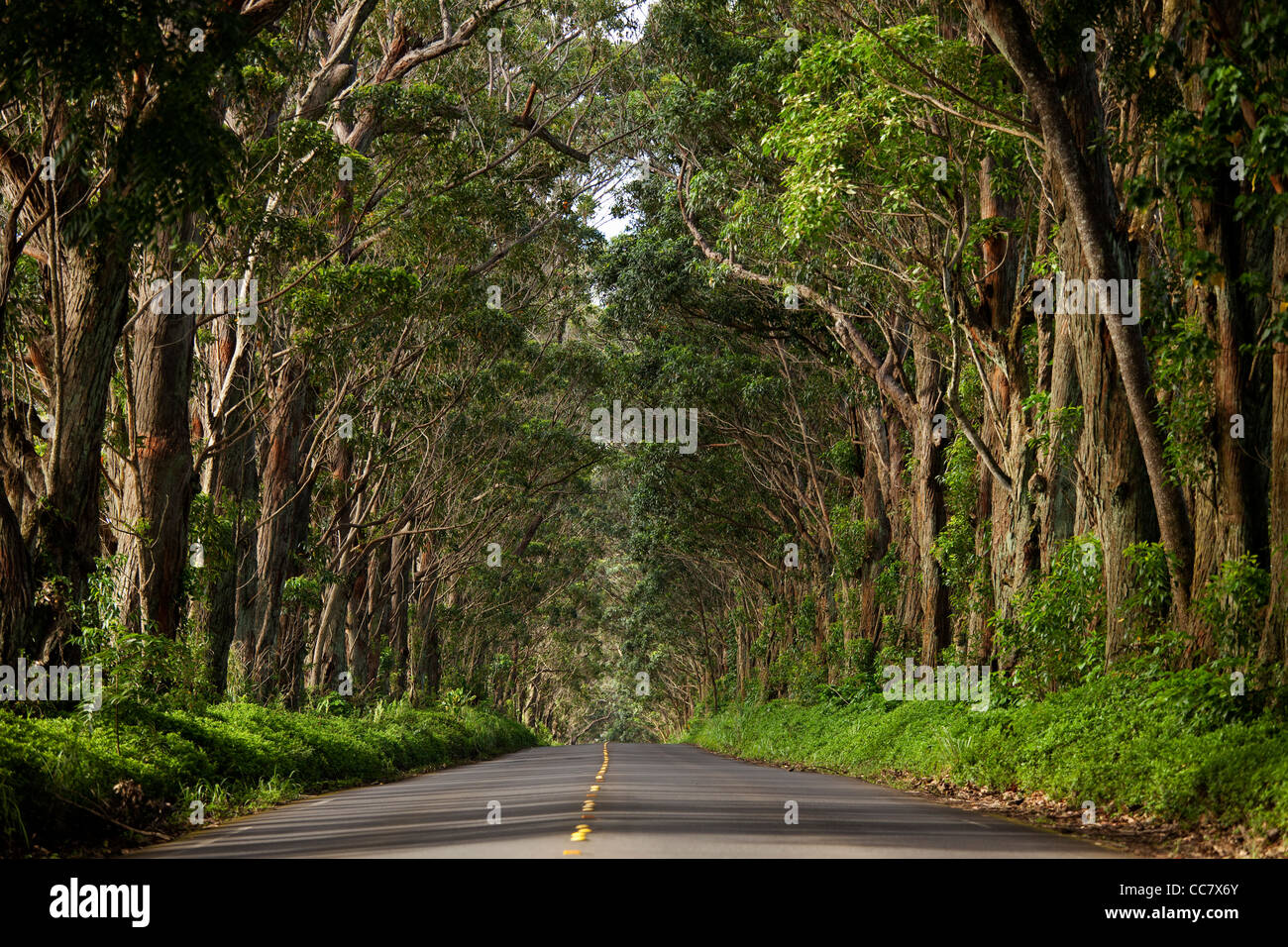 Tunnel of Trees, Kauai, Hawaii, USA Stock Photo Alamy