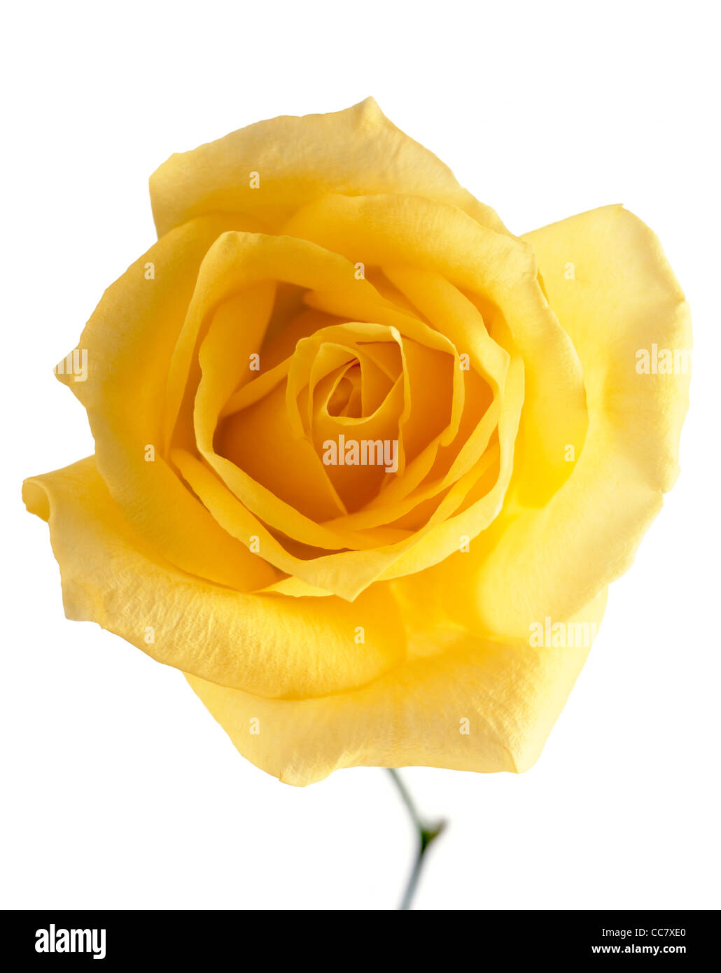 Detailed photo of yellow rose hires stock photography and images Alamy
