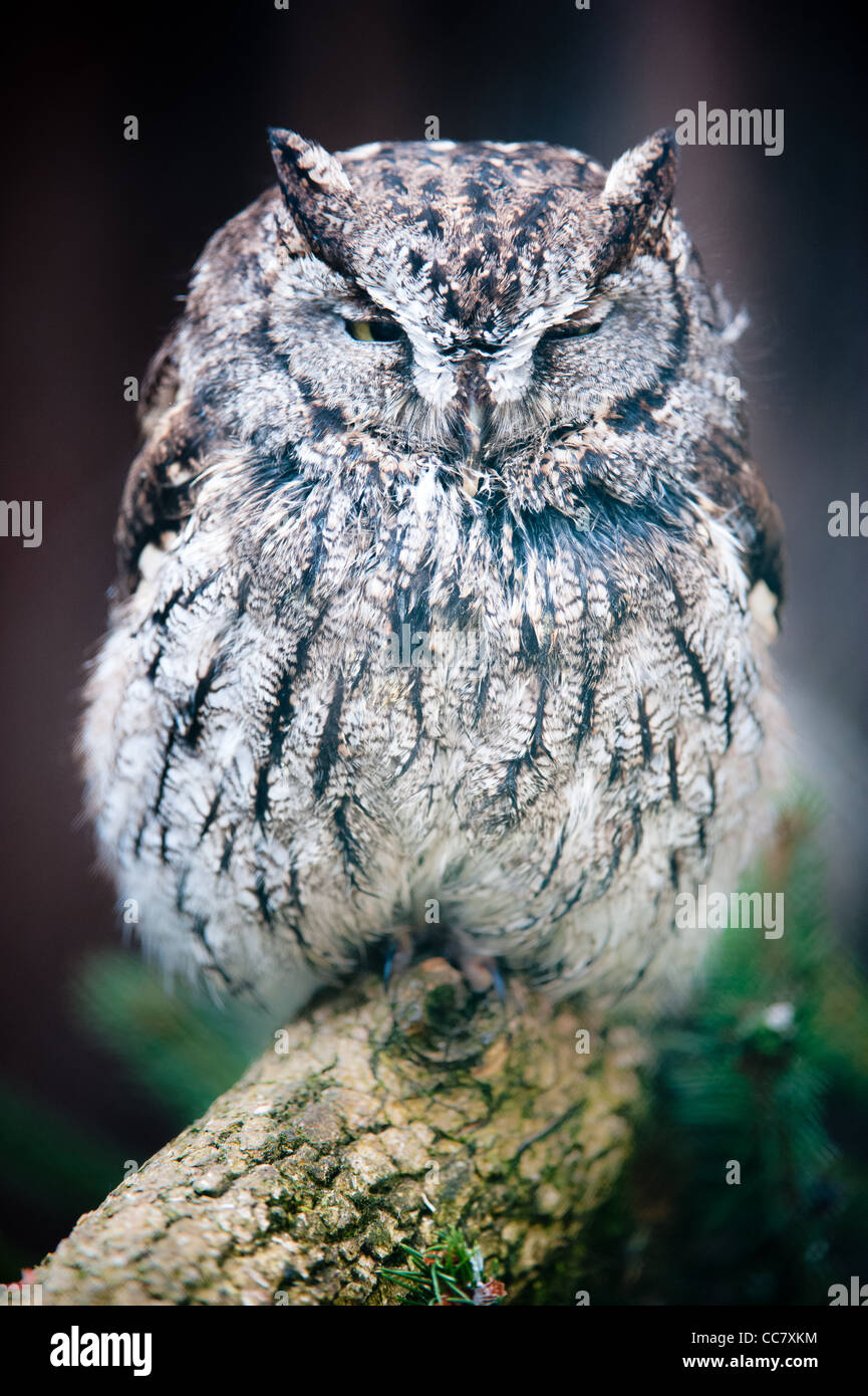 Western Screech Owl (lat. otus kennicotti) captive, sitting on a branch Stock Photo