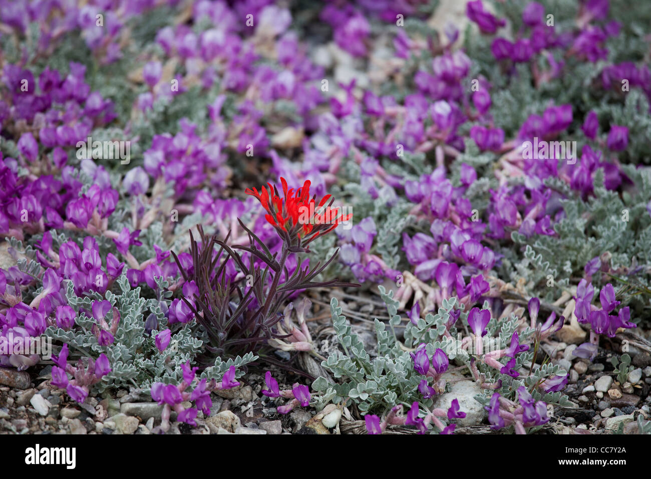Wildflowers, Great Basin National Park, Nevada, USA Stock Photo