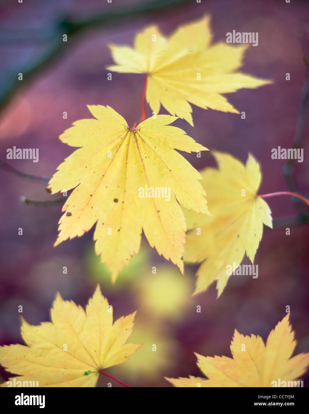 Smooth japanese maples hi-res stock photography and images - Alamy
