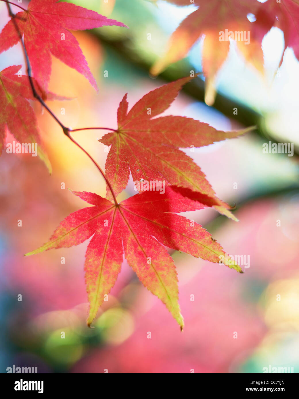 Smooth japanese maples hi-res stock photography and images - Alamy