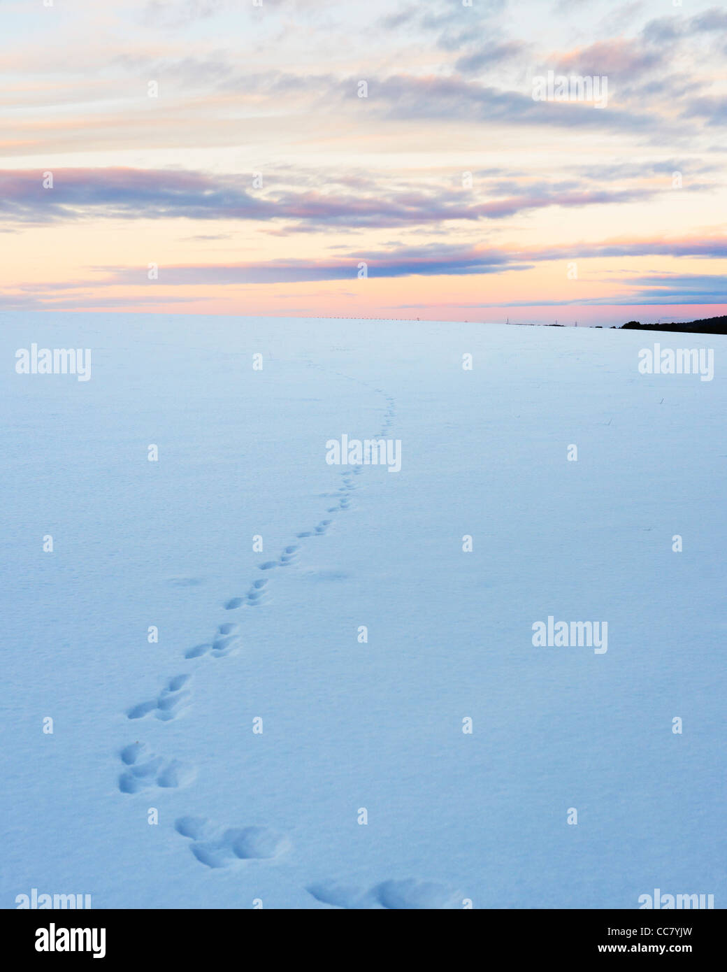 Tracks in Snow Covered Fields at Dusk, Pentland Hills, Scotland Stock Photo