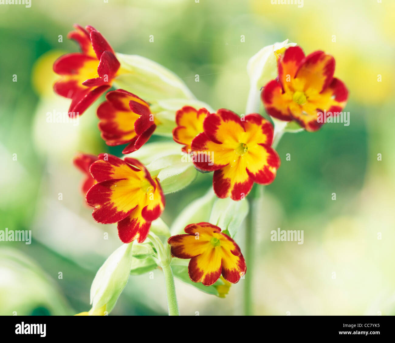 Close-up of Primula Veris, Cotswolds, Gloucestershire, England Stock Photo