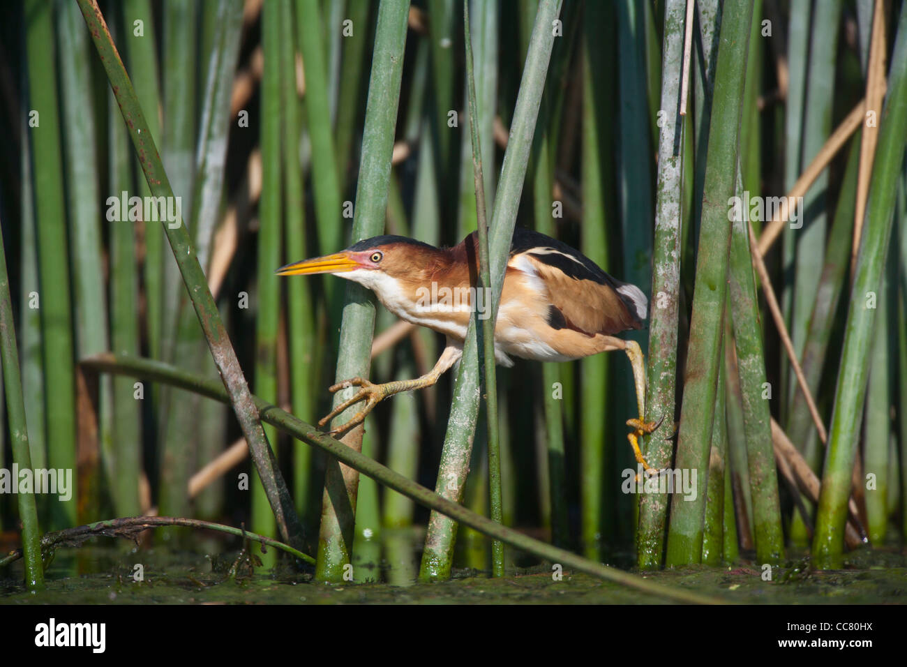 The Least Bittern (Ixobrychus exilis) is a small wading bird, the smallest heron found in the Americas. Stock Photo