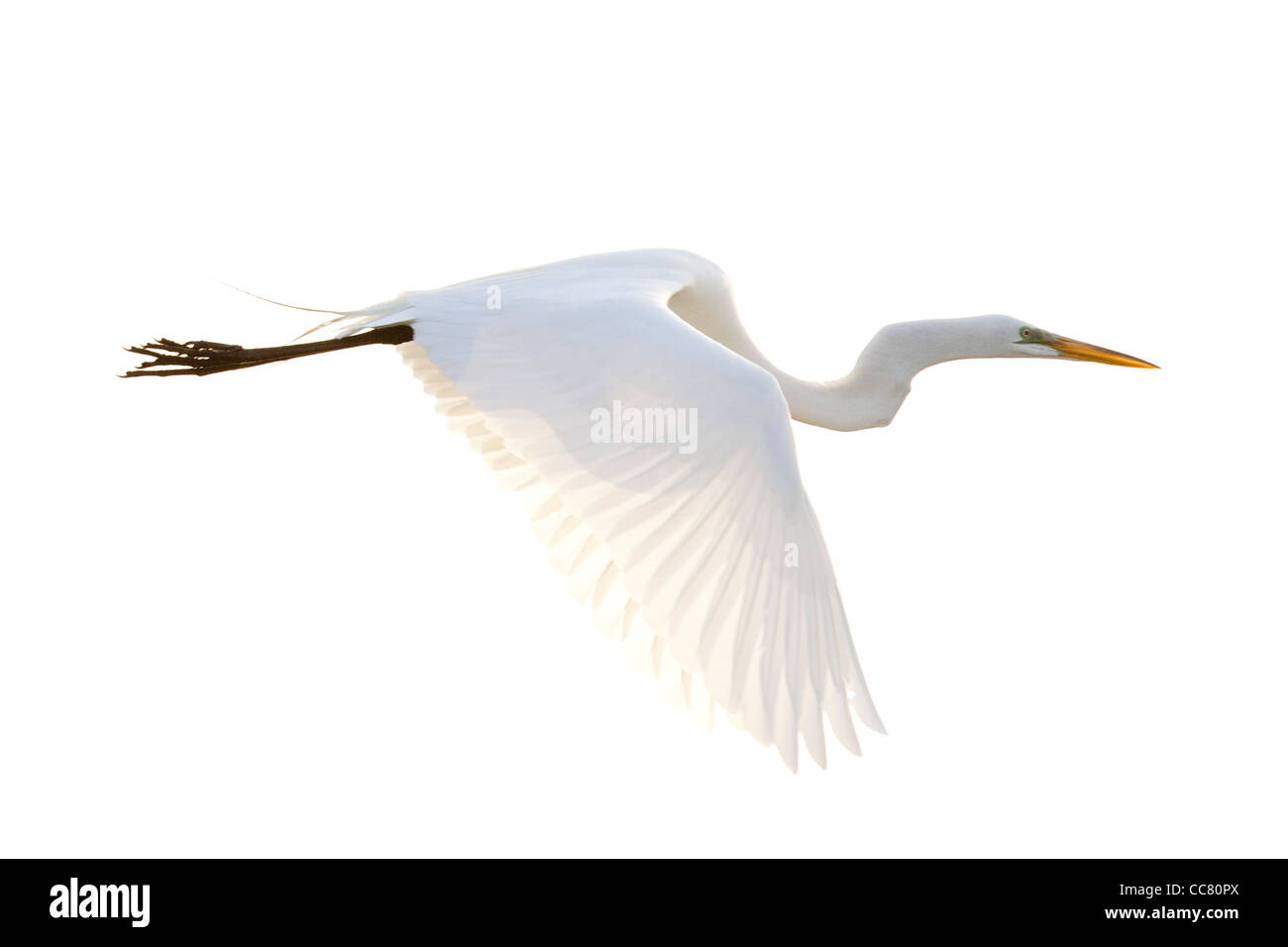 The Great Egret is a large wading bird. Stock Photo