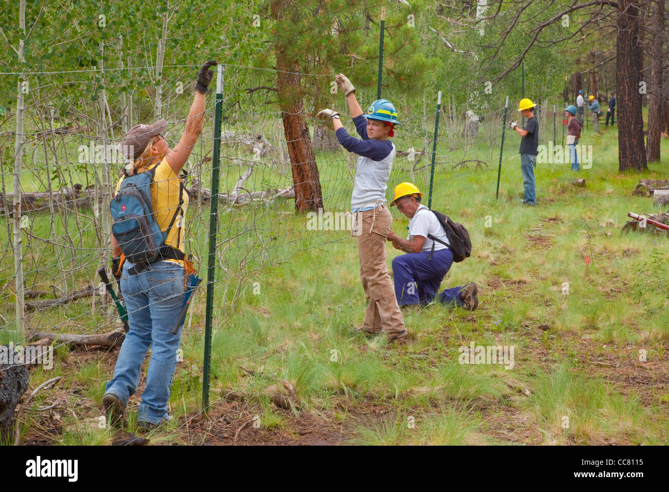 Volunteer workday, volunteers and USFA staff work to repair an elk fence, Coconino National Forest, north of Flagstaff, Arizona Stock Photo
