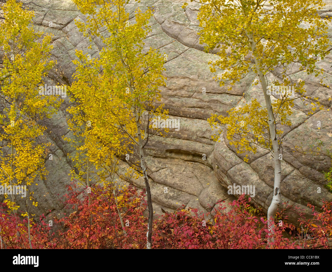 Autumn aspen trees and sandstone cliffs of Walnut Canyon, below Fisher Point, in Coconino National National Forest, Arizona Stock Photo