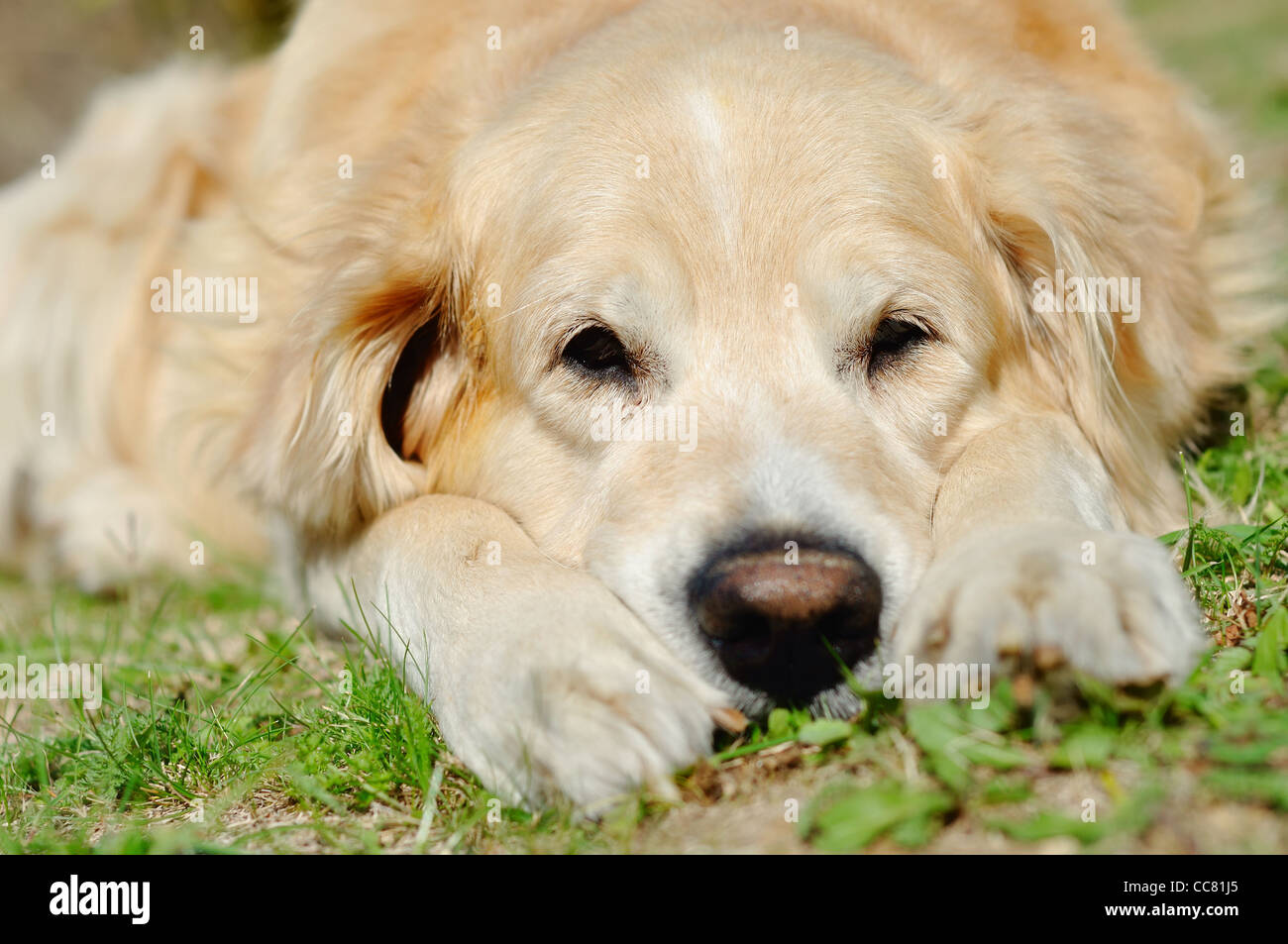 Portrait of the golden retriever in outdoor situation Stock Photo - Alamy