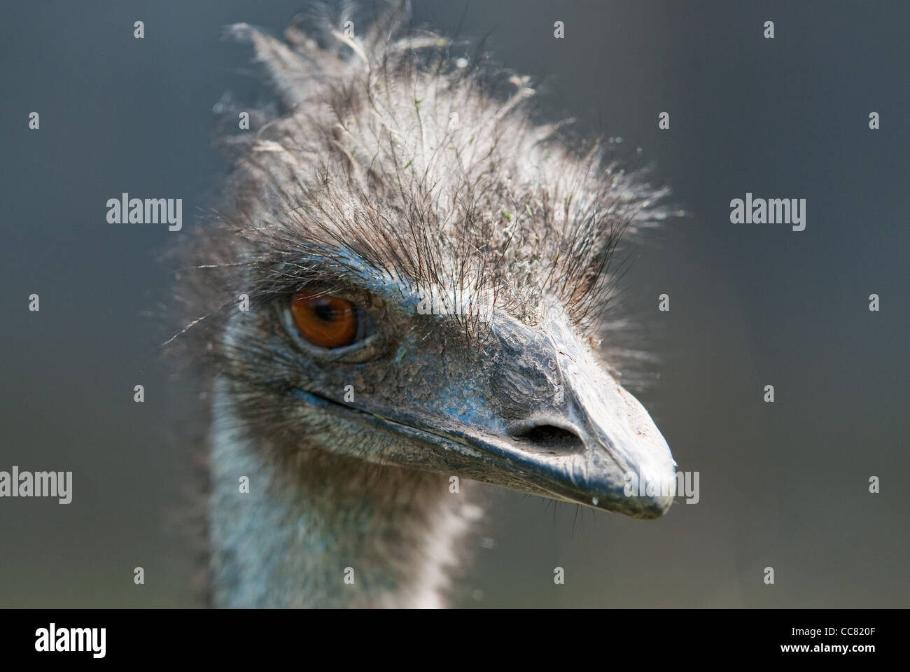 Portrait of a ostrich, (lat. Struthio camelus) Stock Photo