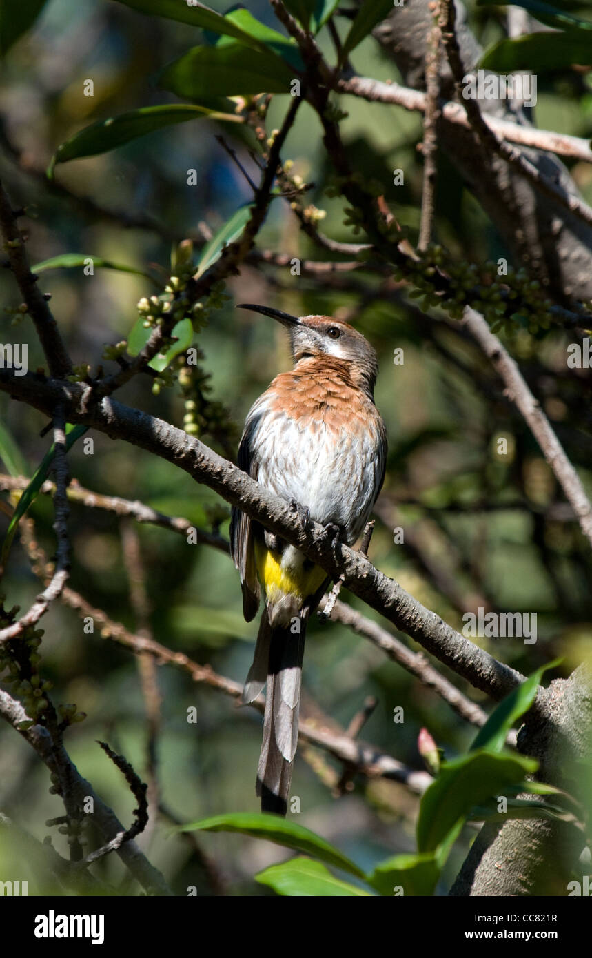 gurney's sugarbird,promerops gurneyi,sungubala,drakensberg mountains,south africa Stock Photo