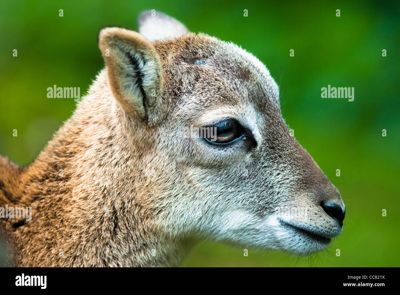 head of a young sika deer fawn (lat. cervus nippon) Stock Photo