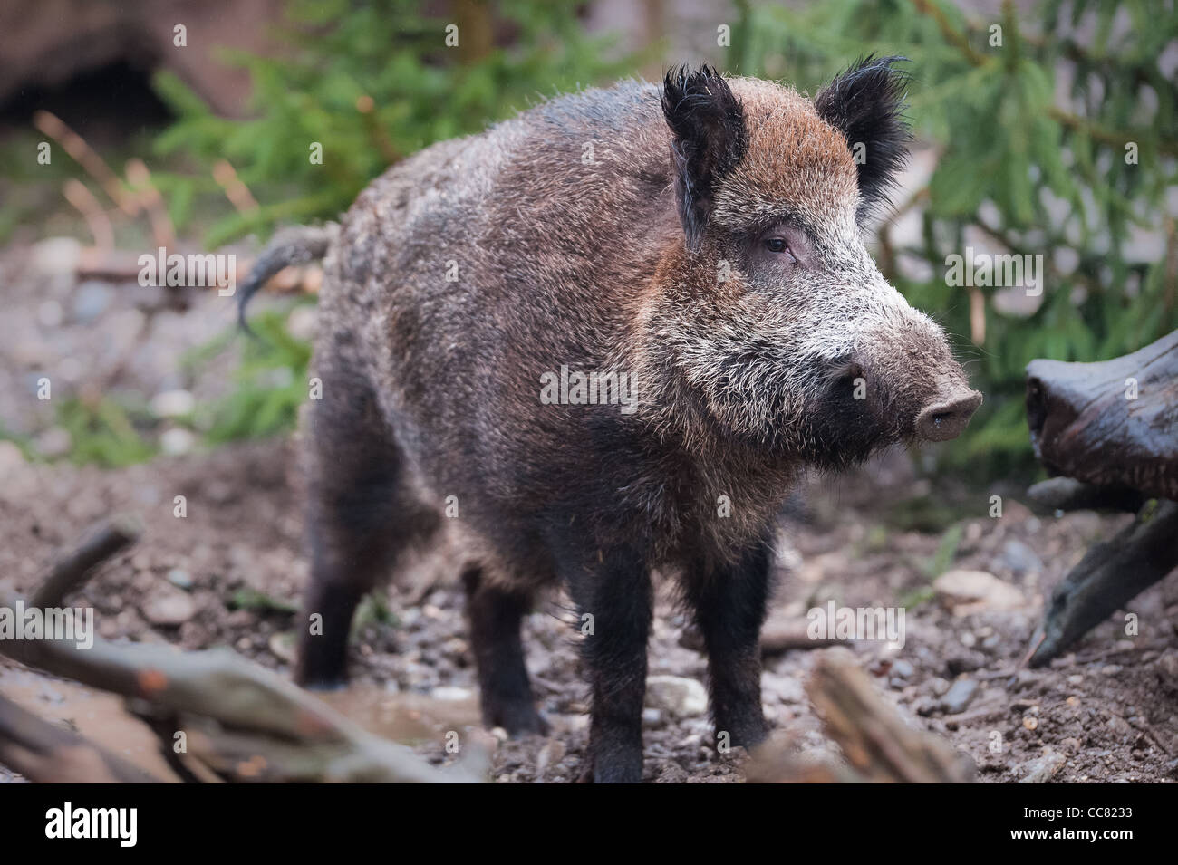 Wild boar (lat. Sus scrofa) standing in the woods Stock Photo