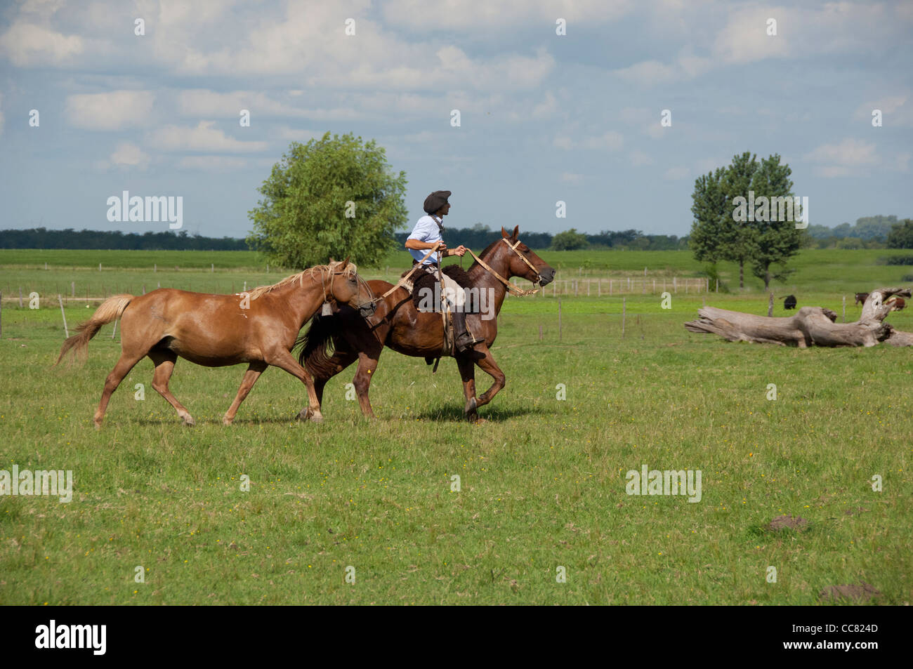 Argentina, Buenos Aires, San Antonio de Areco. Estancia El Ombu de Areco. Typical gaucho riding his horse across the pampas. Stock Photo