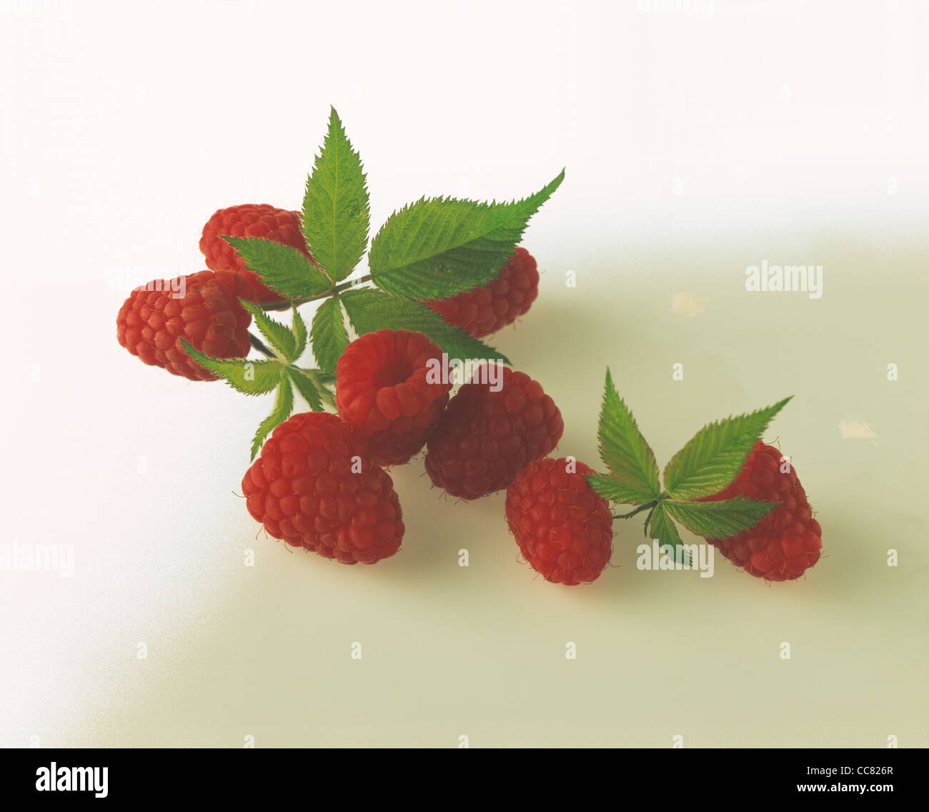 Cut Up Raspberry Cut out: Raspberries with leaves, blossom and unripe fruits Stock Photo ...