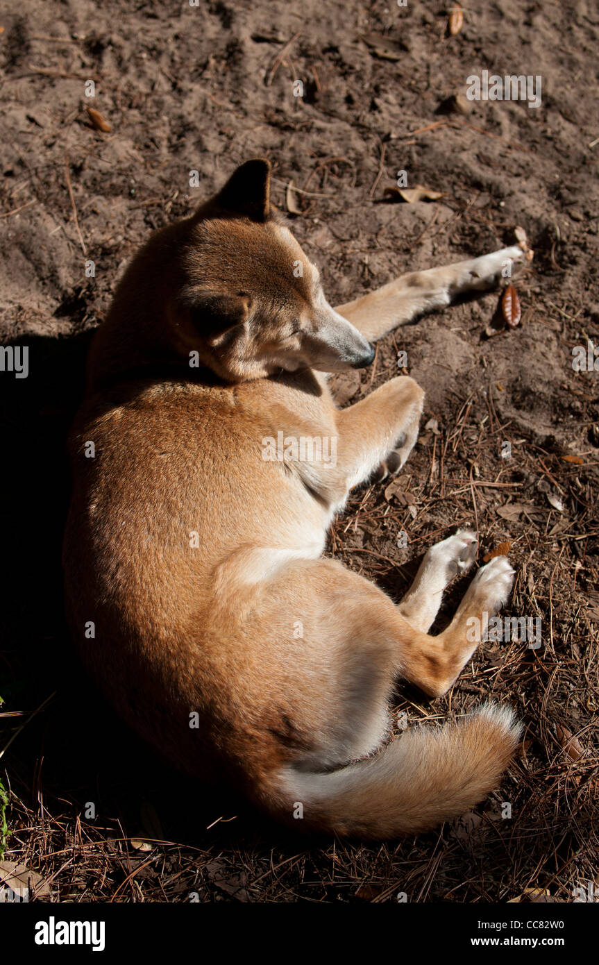 New Guinea Singing dog Stock Photo Alamy