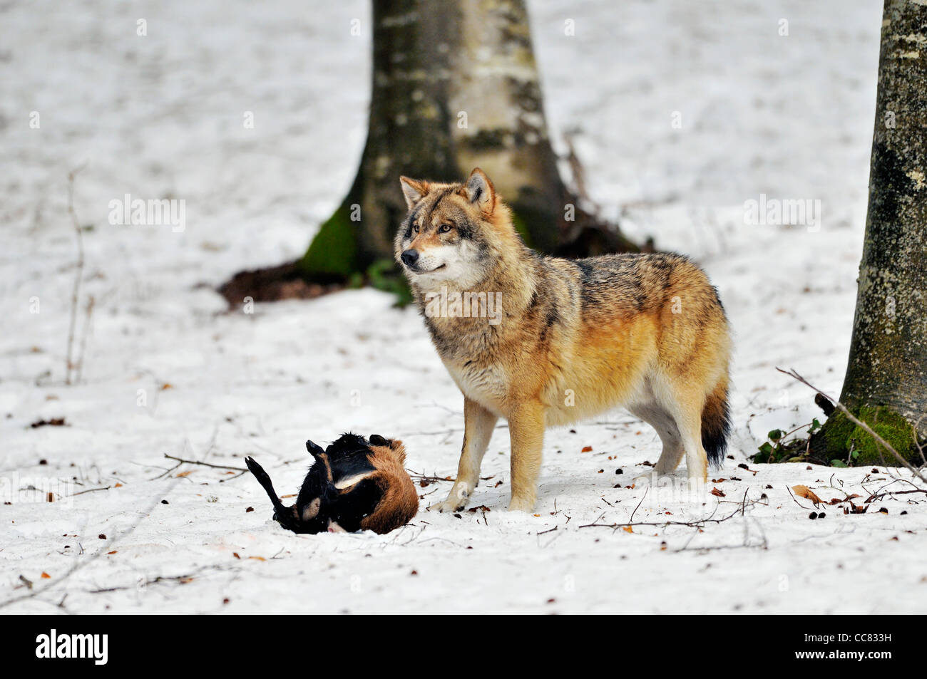 Wolf (Canis lupus) with dead goat in the snow in winter, Bavarian Forest, Germany Stock Photo