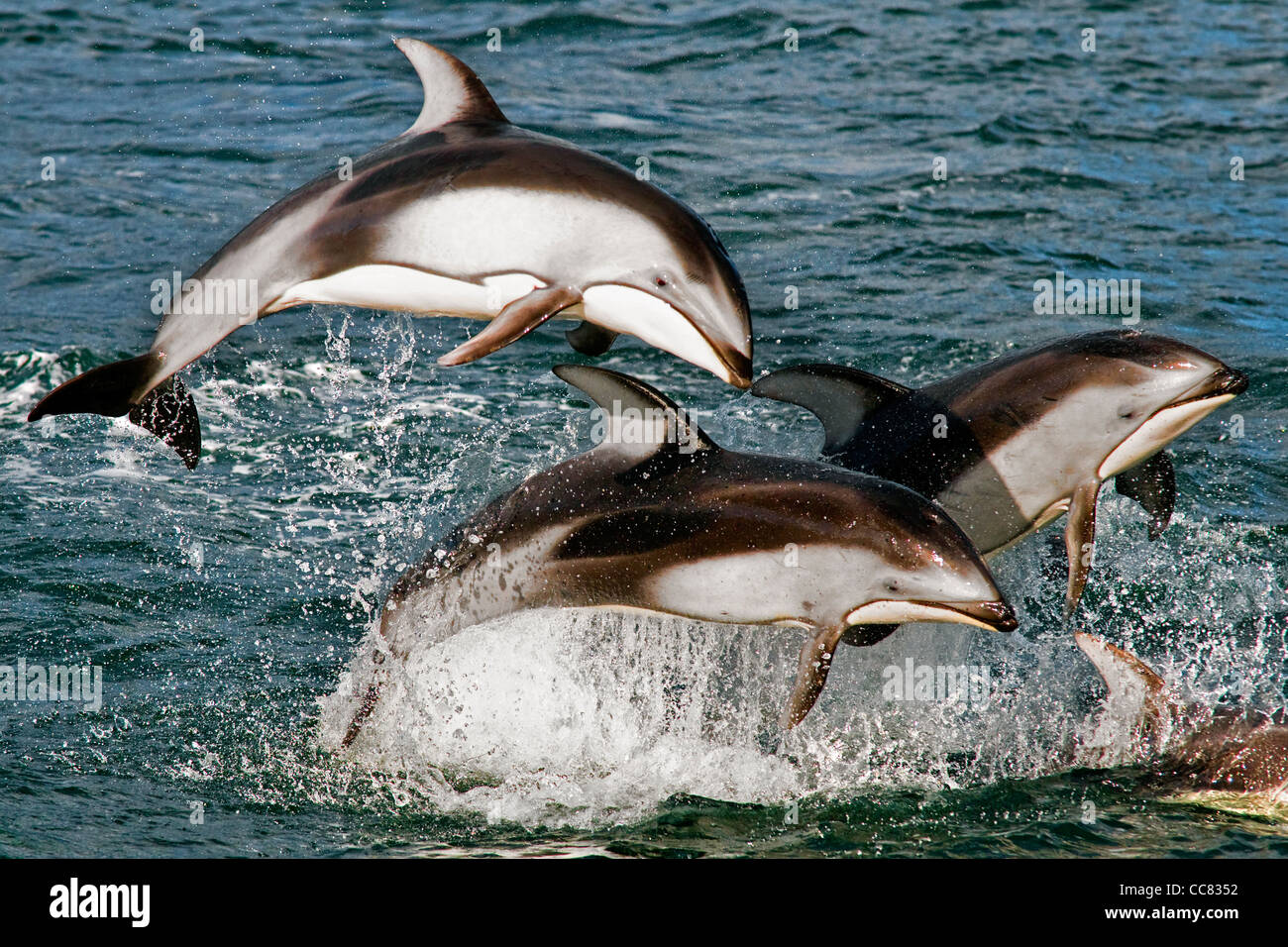 Pacific White-sided Dolphins (Lagenorhynchus obliquidens / longidens / ognevi) jumping in the North Pacific Ocean, Canada Stock Photo